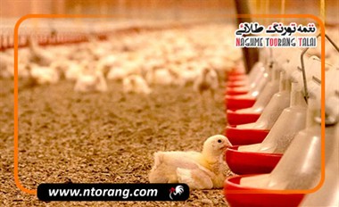 مدیریت محیط سالن مرغداری برای کاهش استرس و افزایش بازده تولید